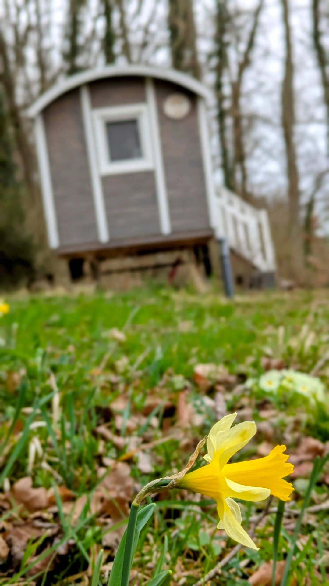 roulotte-moderne-au-sequoia-proche-de-nancy-2